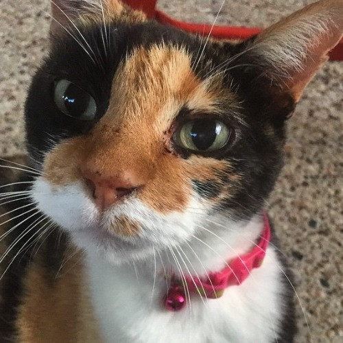 Raleigh's Calming Cat Whisperer