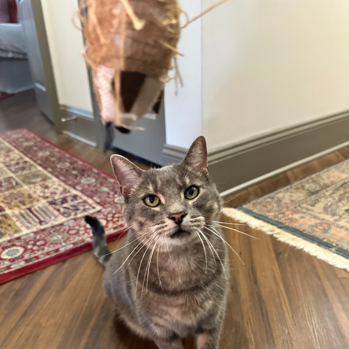 Raleigh's Calming Cat Whisperer