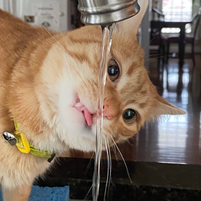 Megan's Whisker Wonderland photo 3