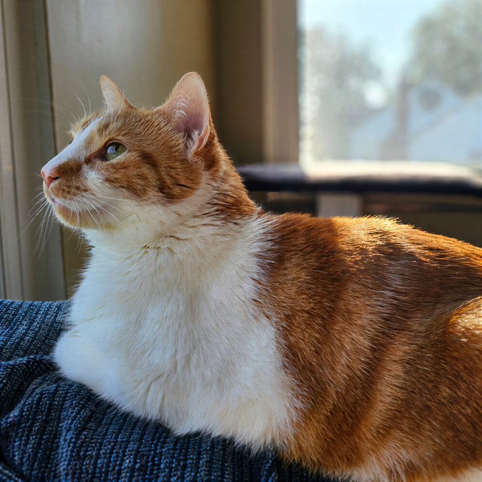 Cat Whisperer Sitting Service photo 3