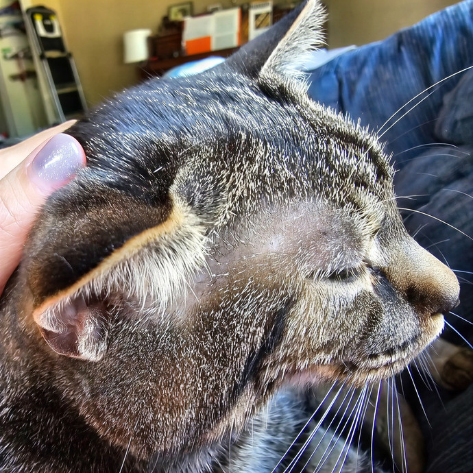 Cat Whisperer Sitting Service photo 2