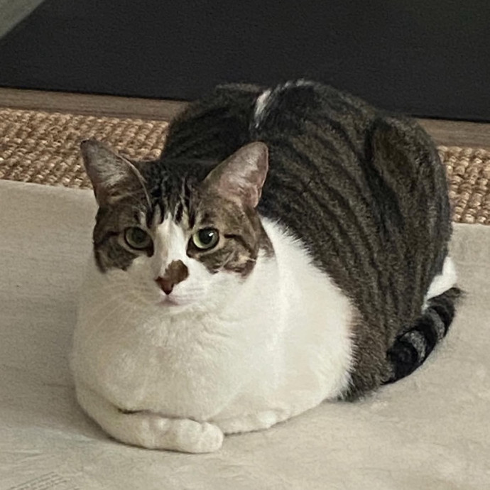 Reliable  Trustworthy Cat Sitter