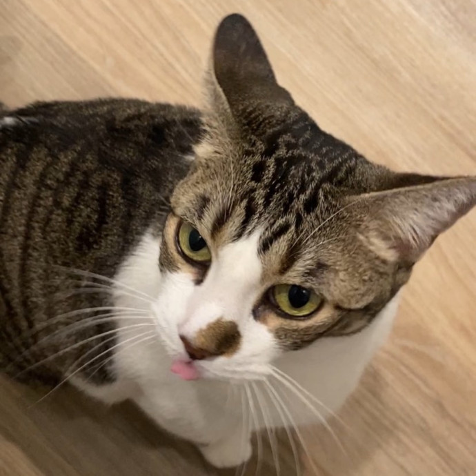 Reliable  Trustworthy Cat Sitter