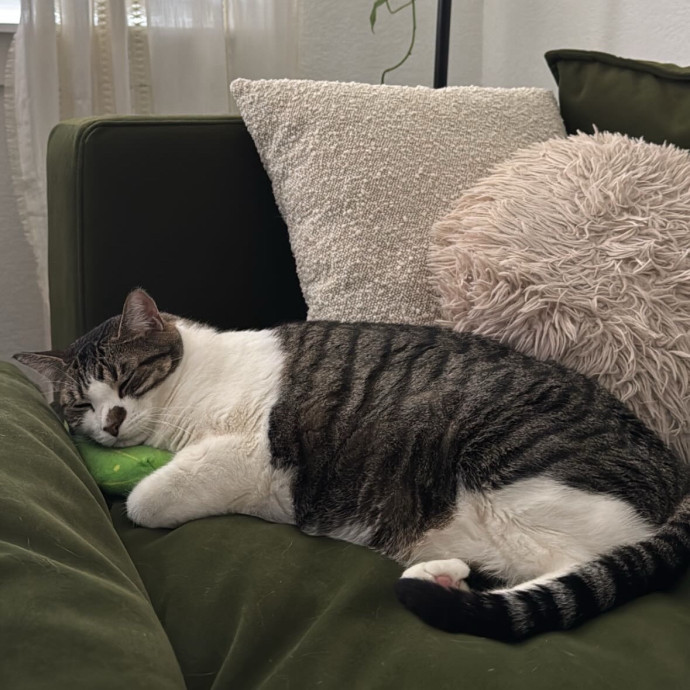 Reliable  Trustworthy Cat Sitter