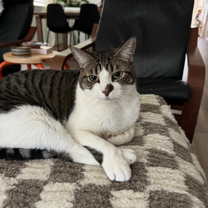 Reliable  Trustworthy Cat Sitter