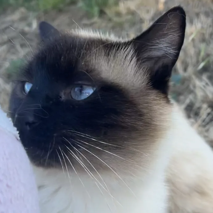 Isabella V.