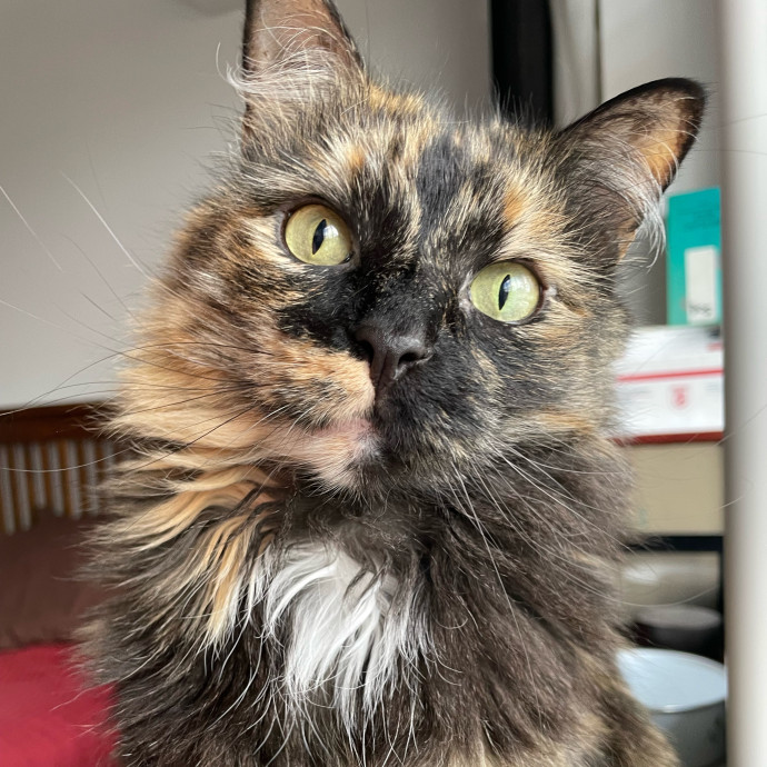 Whisker Watcher