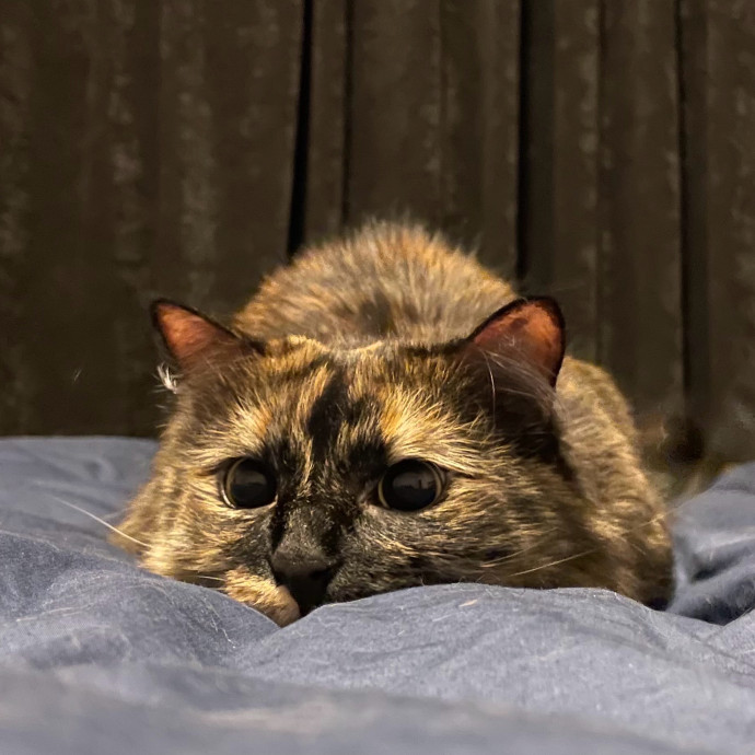 Whisker Watcher