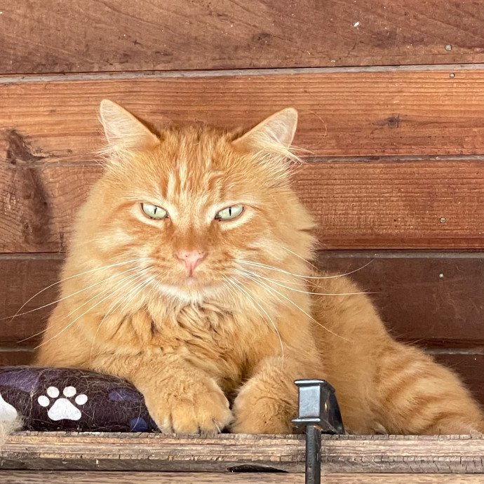 Whisker Watcher