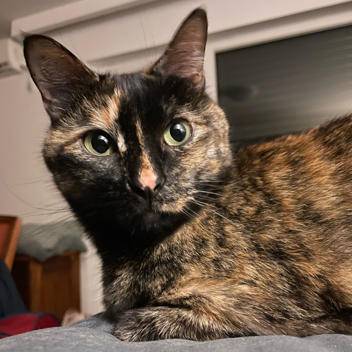 Whisker Watcher