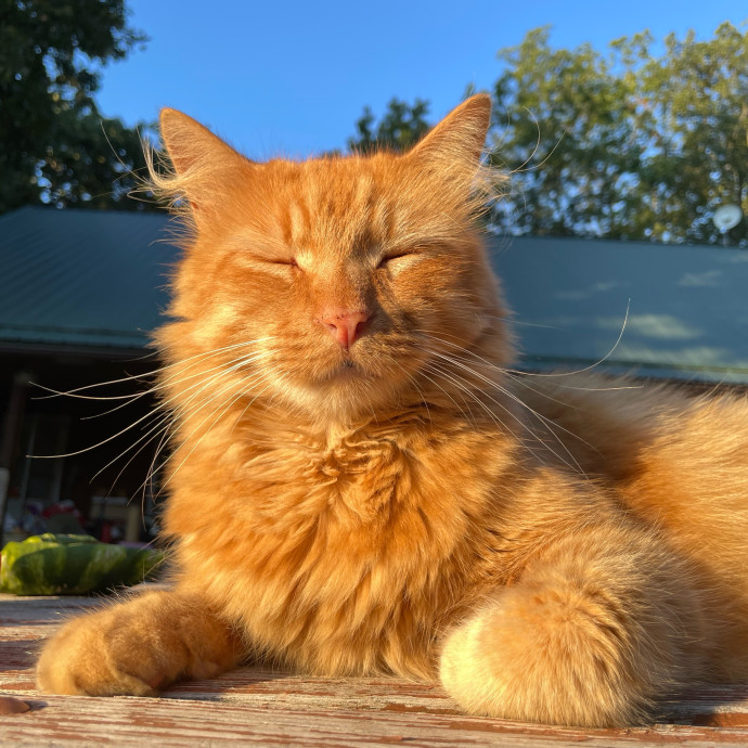 Whisker Watcher
