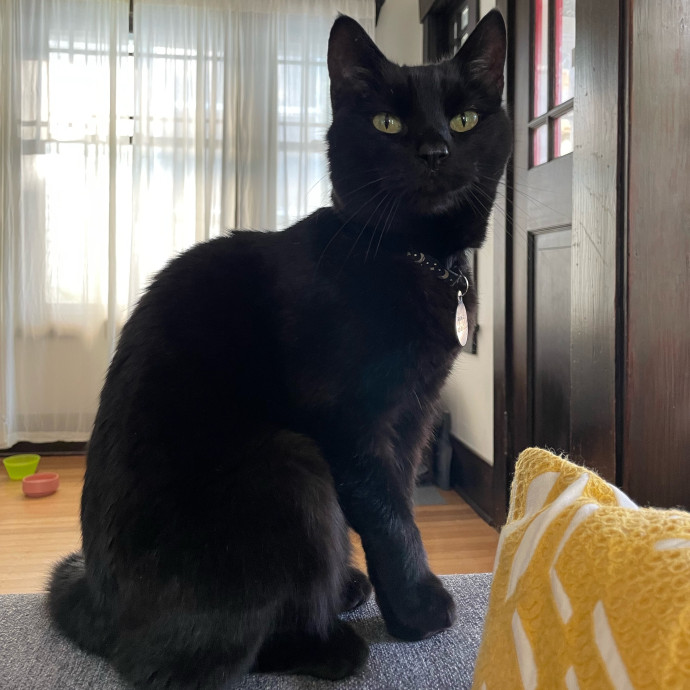 Whisker Watcher