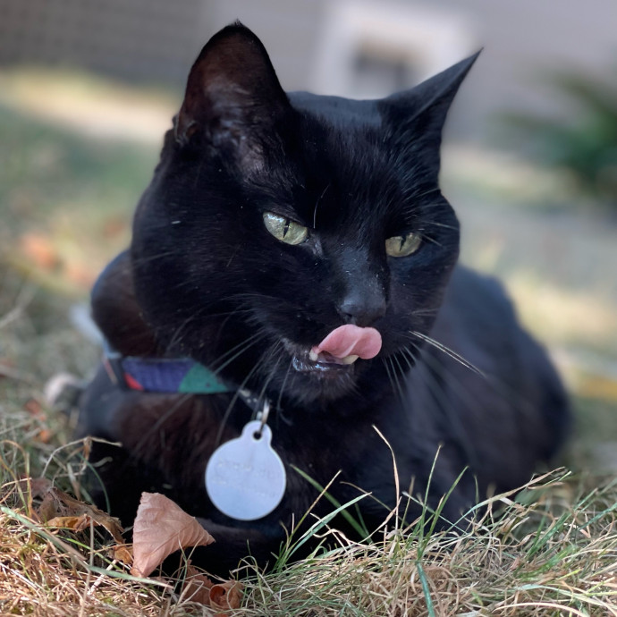 Whisker Watcher