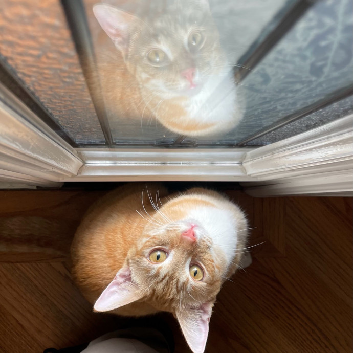 Whisker Watcher