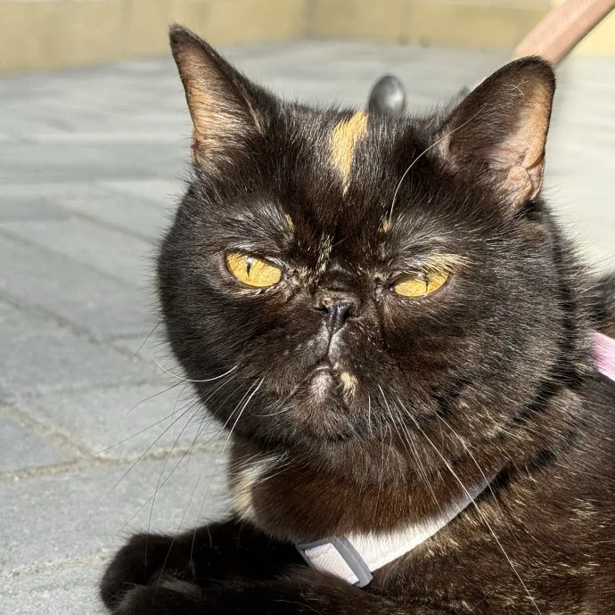 Lifelong Cat Lover  Trusted Sitter