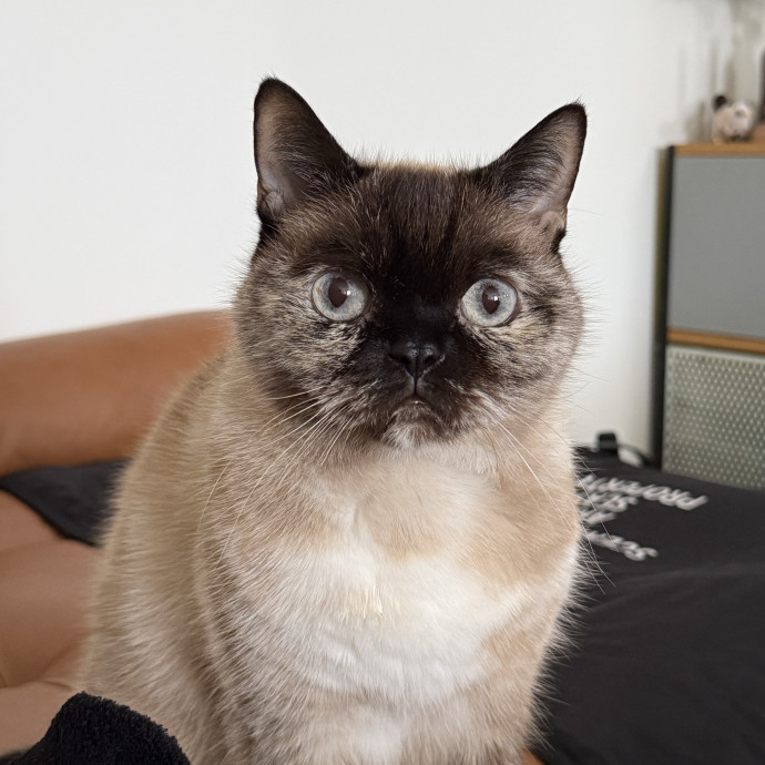 Lifelong Cat Lover  Trusted Sitter