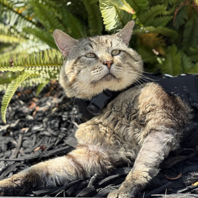 Lifelong Cat Lover  Trusted Sitter