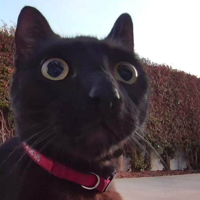 Lifelong Cat Lover  Trusted Sitter