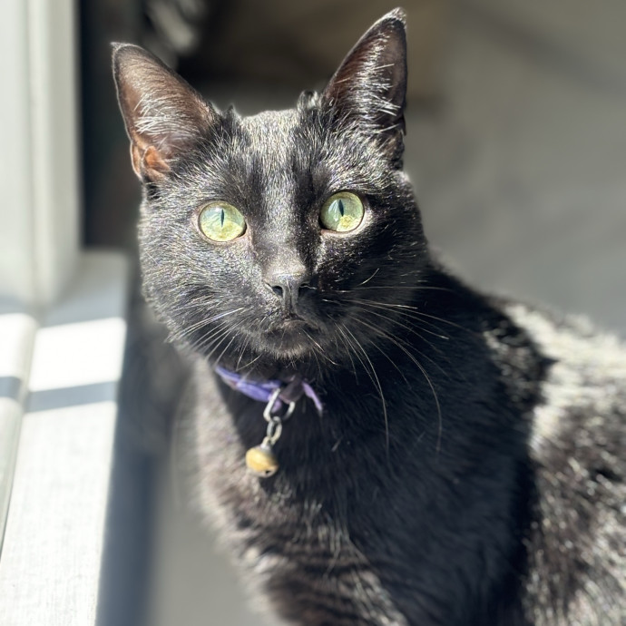 Lifelong Cat Lover  Trusted Sitter photo 3