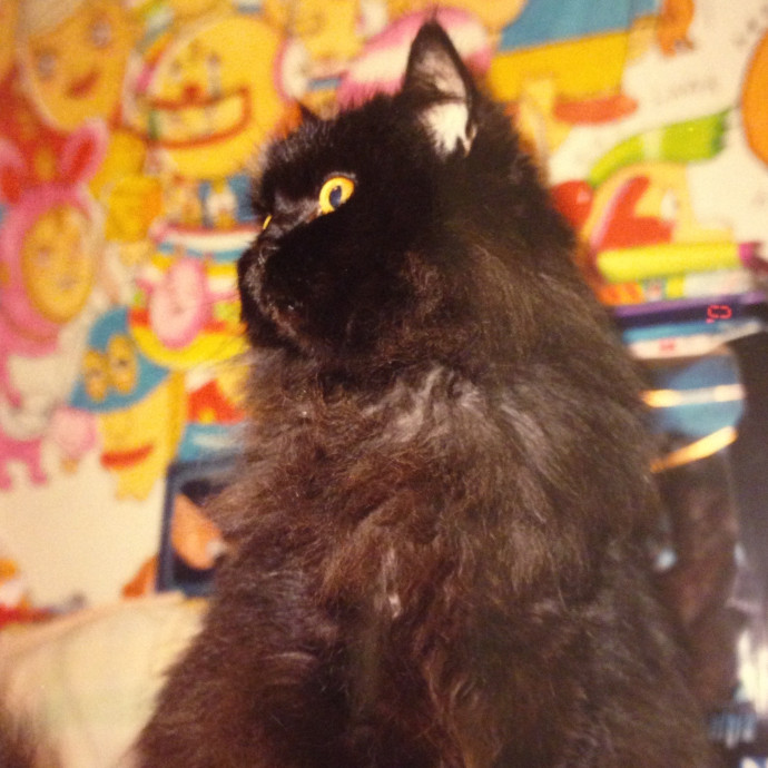 Lifelong Cat Lover  Trusted Sitter photo 2