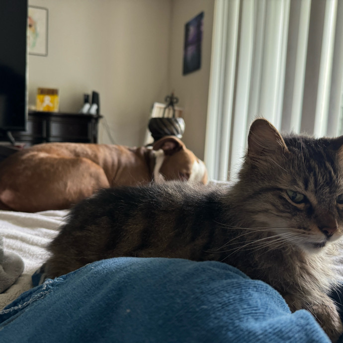 Meeting Your Cat Will Make My Day