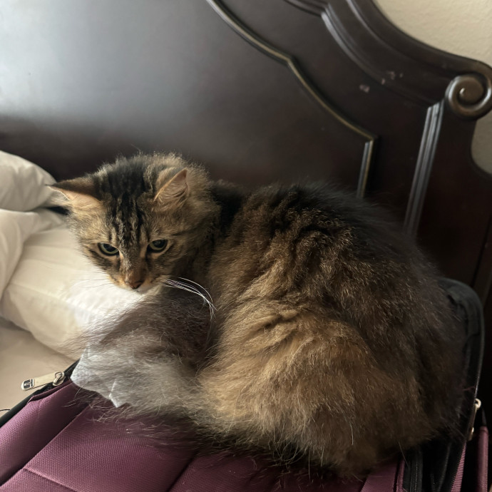 Meeting Your Cat Will Make My Day