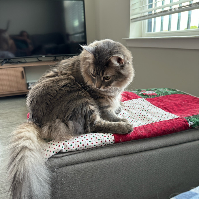 Meeting Your Cat Will Make My Day