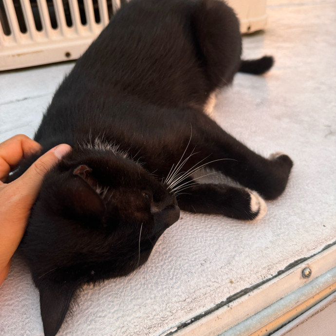 Meeting Your Cat Will Make My Day