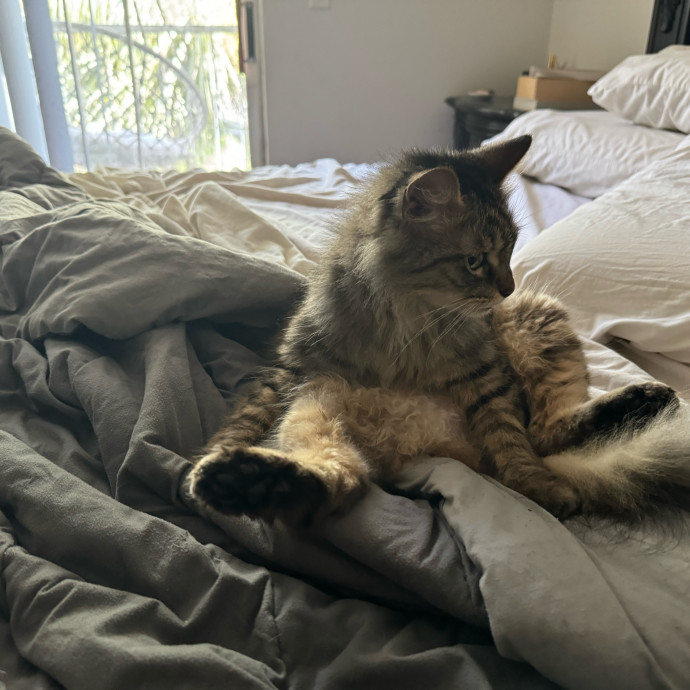 Meeting Your Cat Will Make My Day