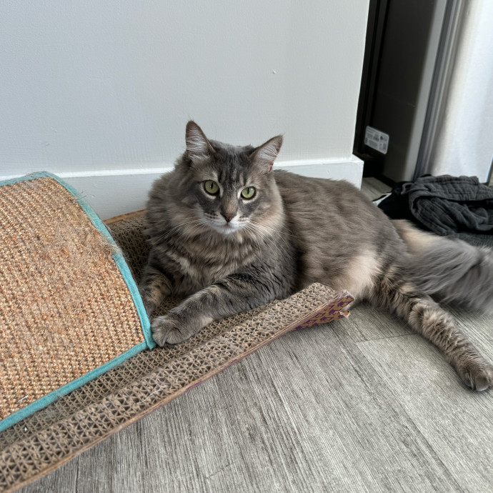 Meeting Your Cat Will Make My Day