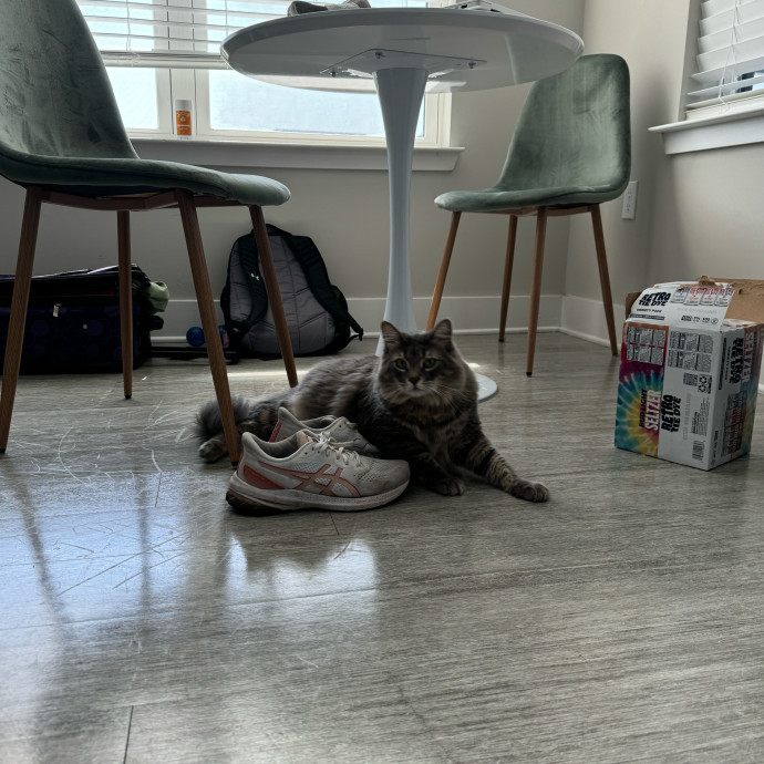 Meeting Your Cat Will Make My Day