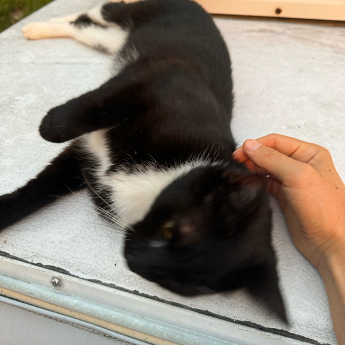Meeting Your Cat Will Make My Day