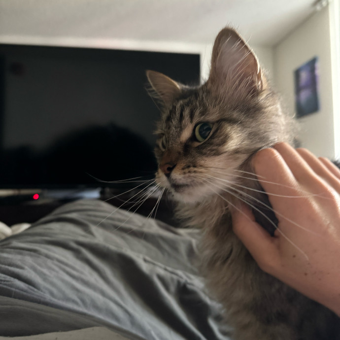 Meeting Your Cat Will Make My Day photo 3