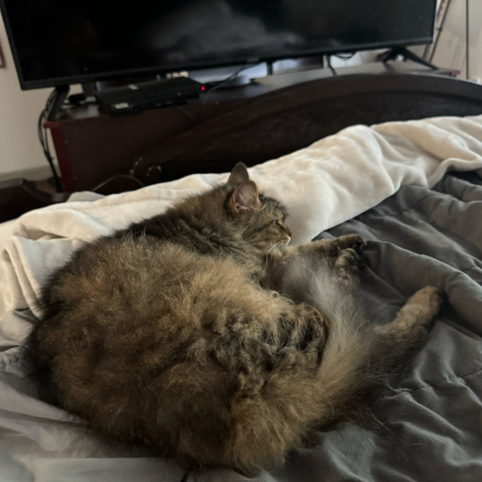 Meeting Your Cat Will Make My Day photo 2