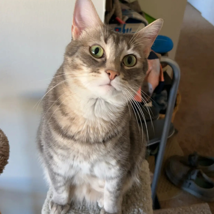 Claudia's Cat Care