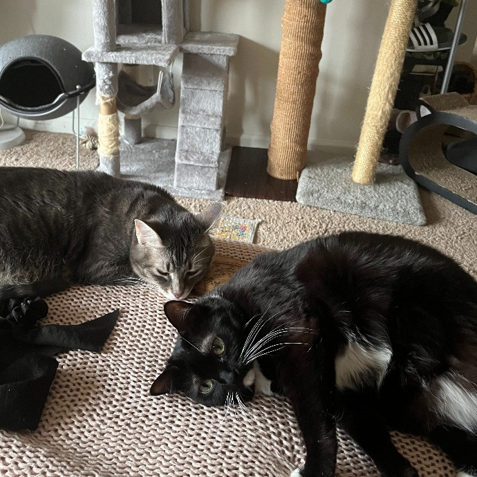 Claudia's Cat Care