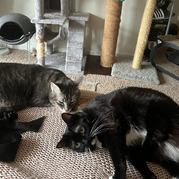 Claudia's Cat Care