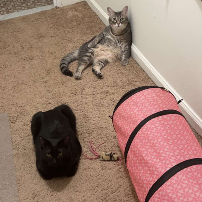 Claudia's Cat Care