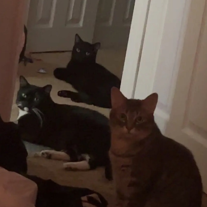 Claudia's Cat Care