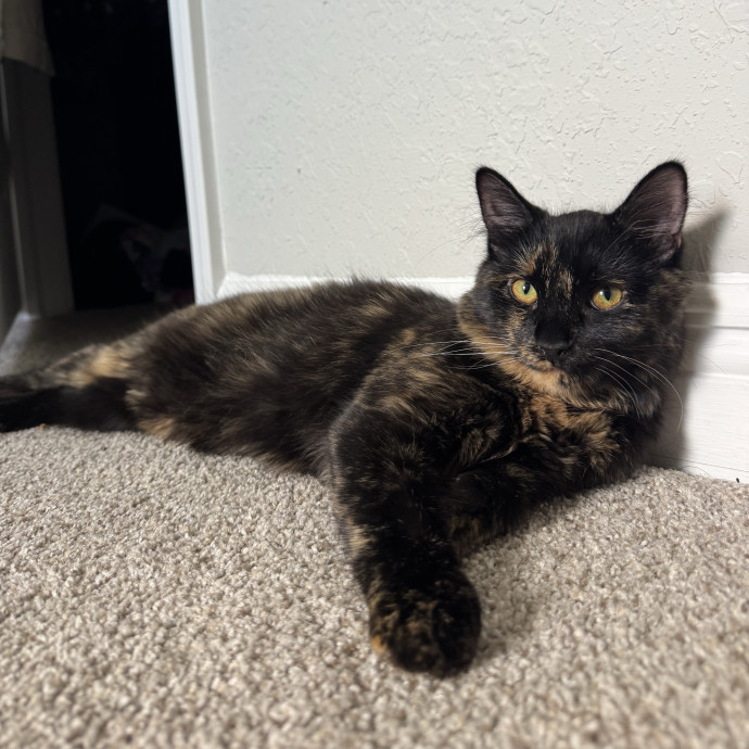 Cat Lover Offering Calm Attentive Care