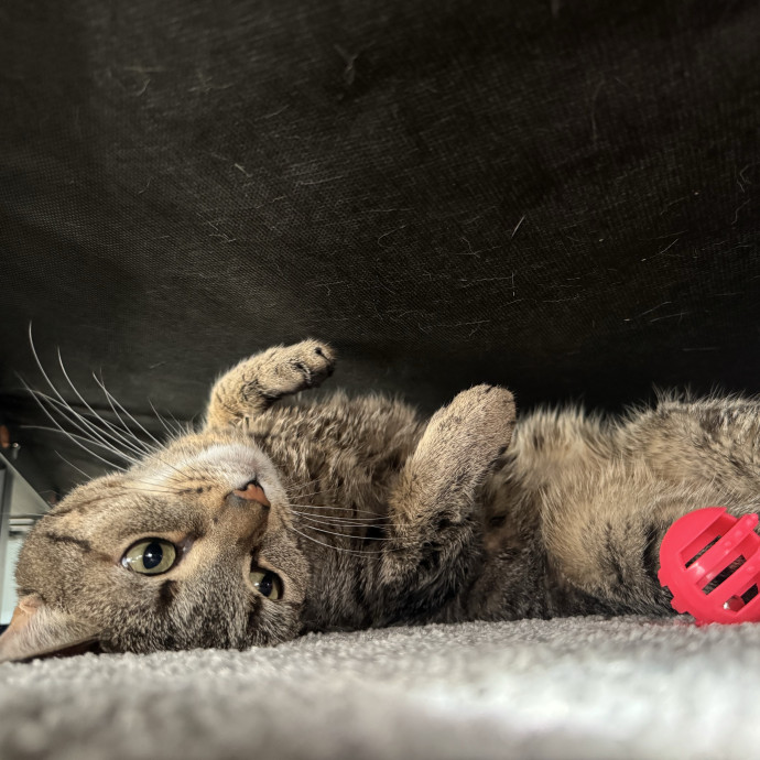 Cat Lover Offering Calm Attentive Care