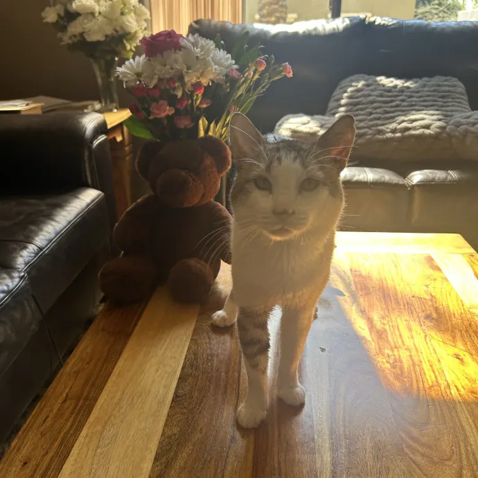 Lifelong Cat Mom Caring For Yours