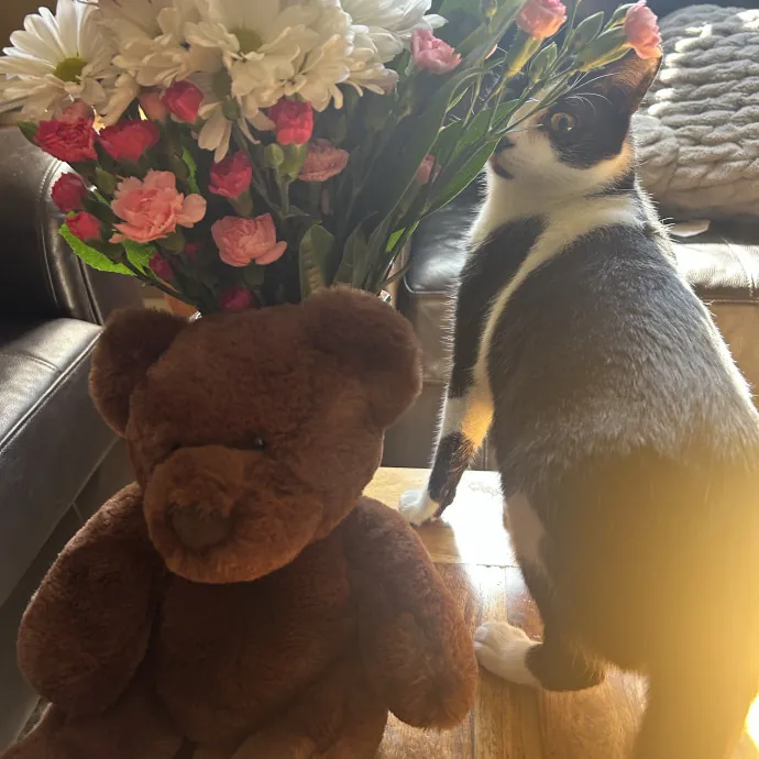 Lifelong Cat Mom Caring For Yours