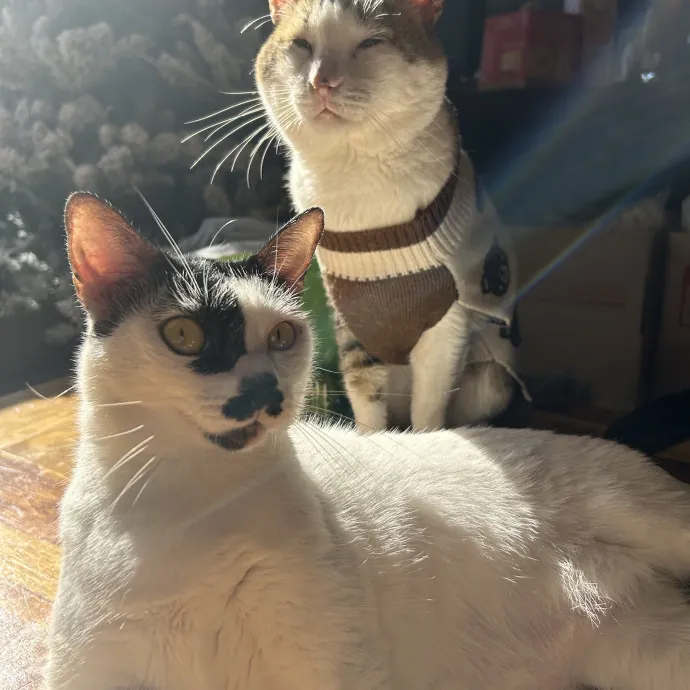 Lifelong Cat Mom Caring For Yours