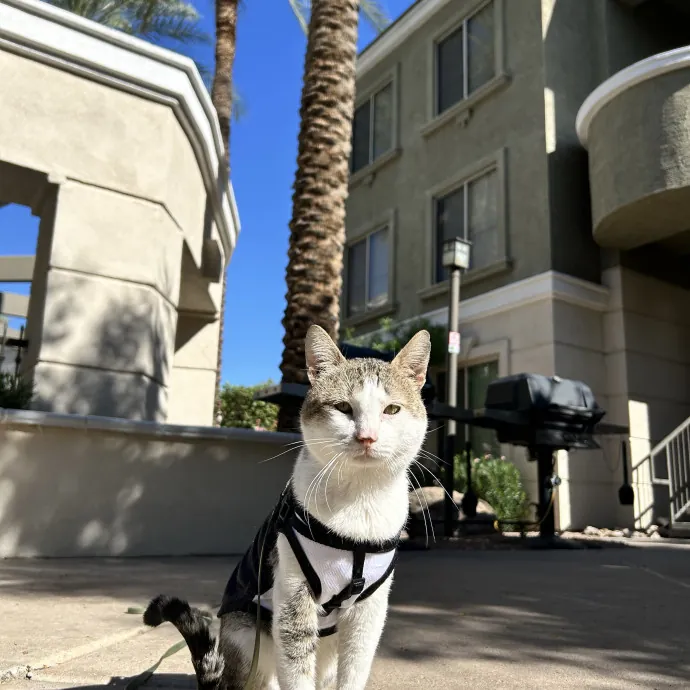 Lifelong Cat Mom Caring For Yours