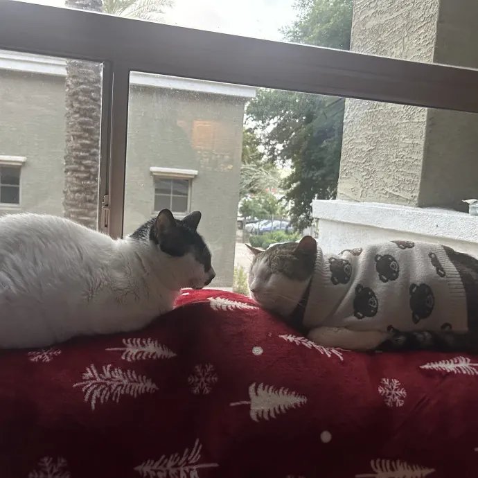 Lifelong Cat Mom Caring For Yours