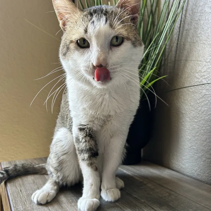 Lifelong Cat Mom Caring For Yours