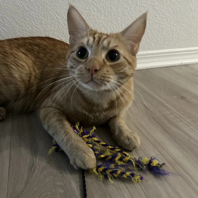 Lifelong Cat Mom Caring For Yours photo 4