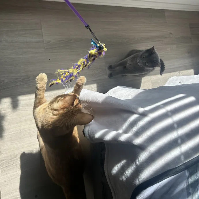 Lifelong Cat Mom Caring For Yours photo 3