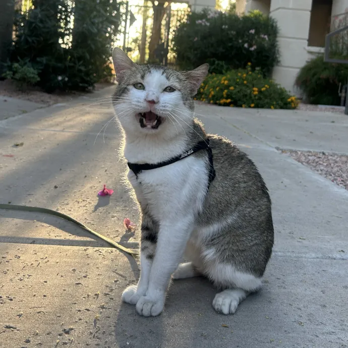 Lifelong Cat Mom Caring For Yours